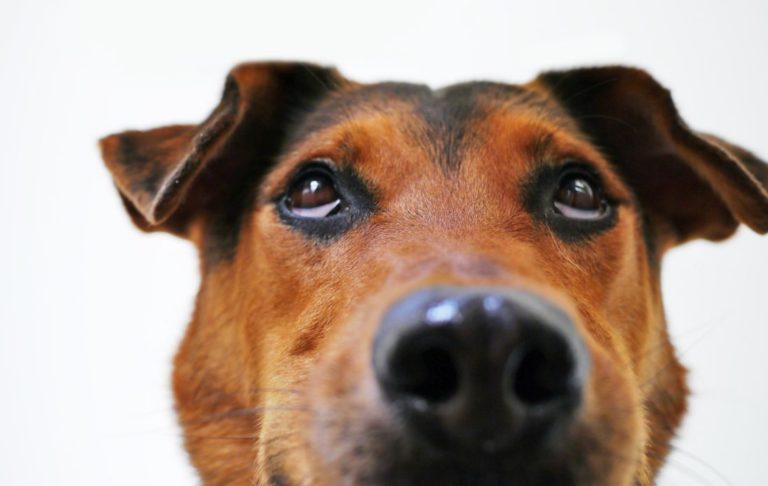 chien