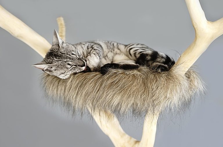 arbre à chat