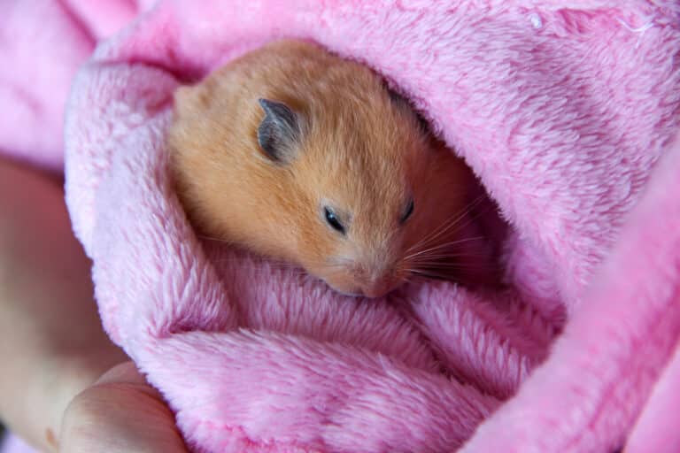hamster