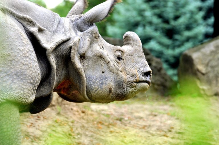 rhinocéros