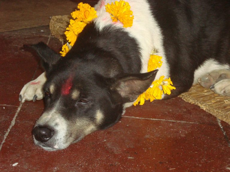 chien festival