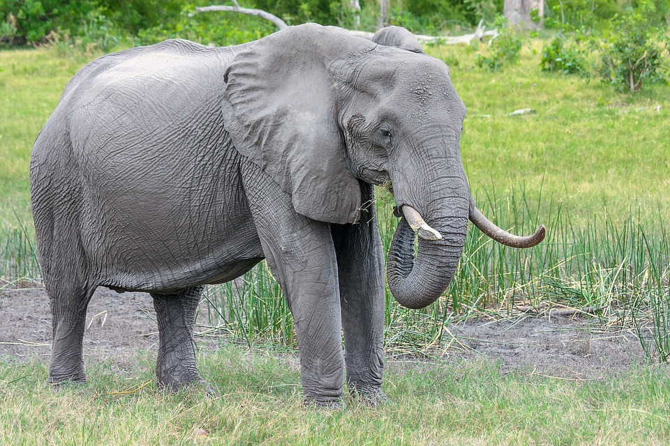 éléphant