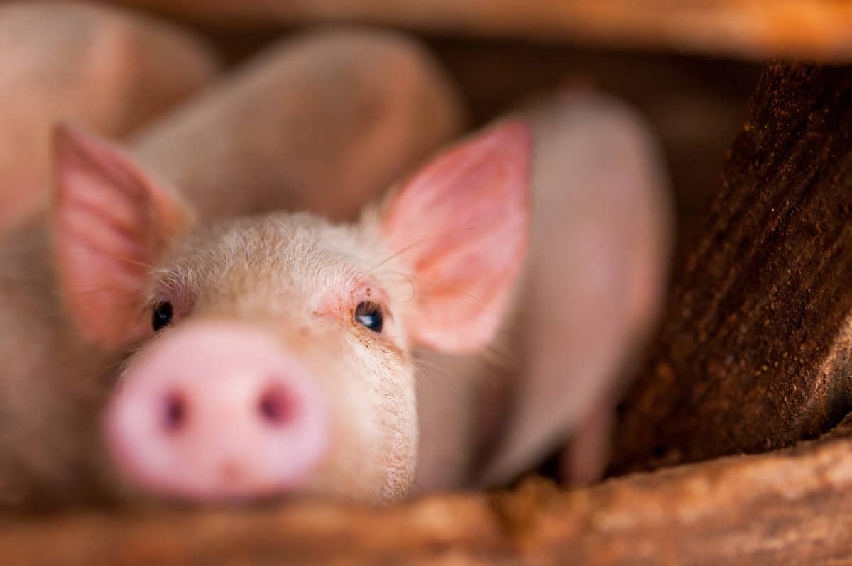 élevage de porcs
