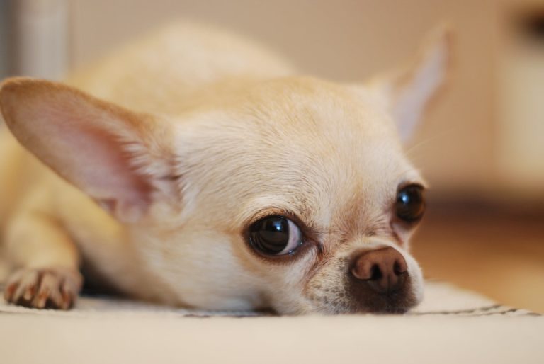 chien chihuahua couché