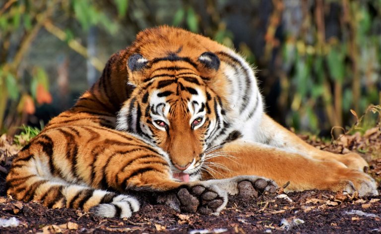 tigre