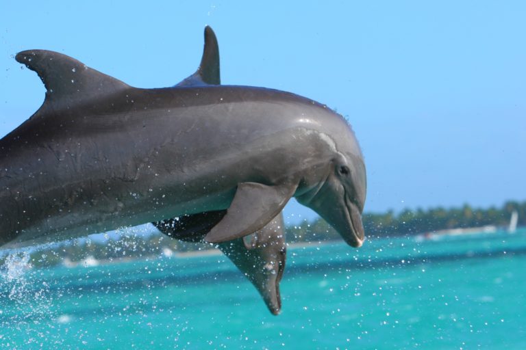 dauphins