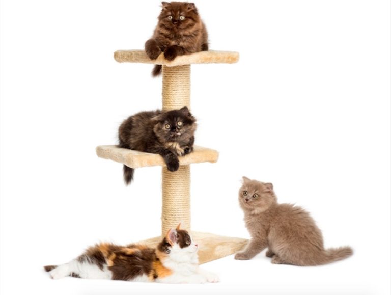 arbre à chat