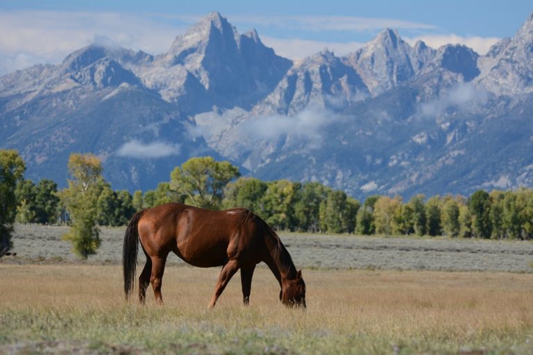 cheval