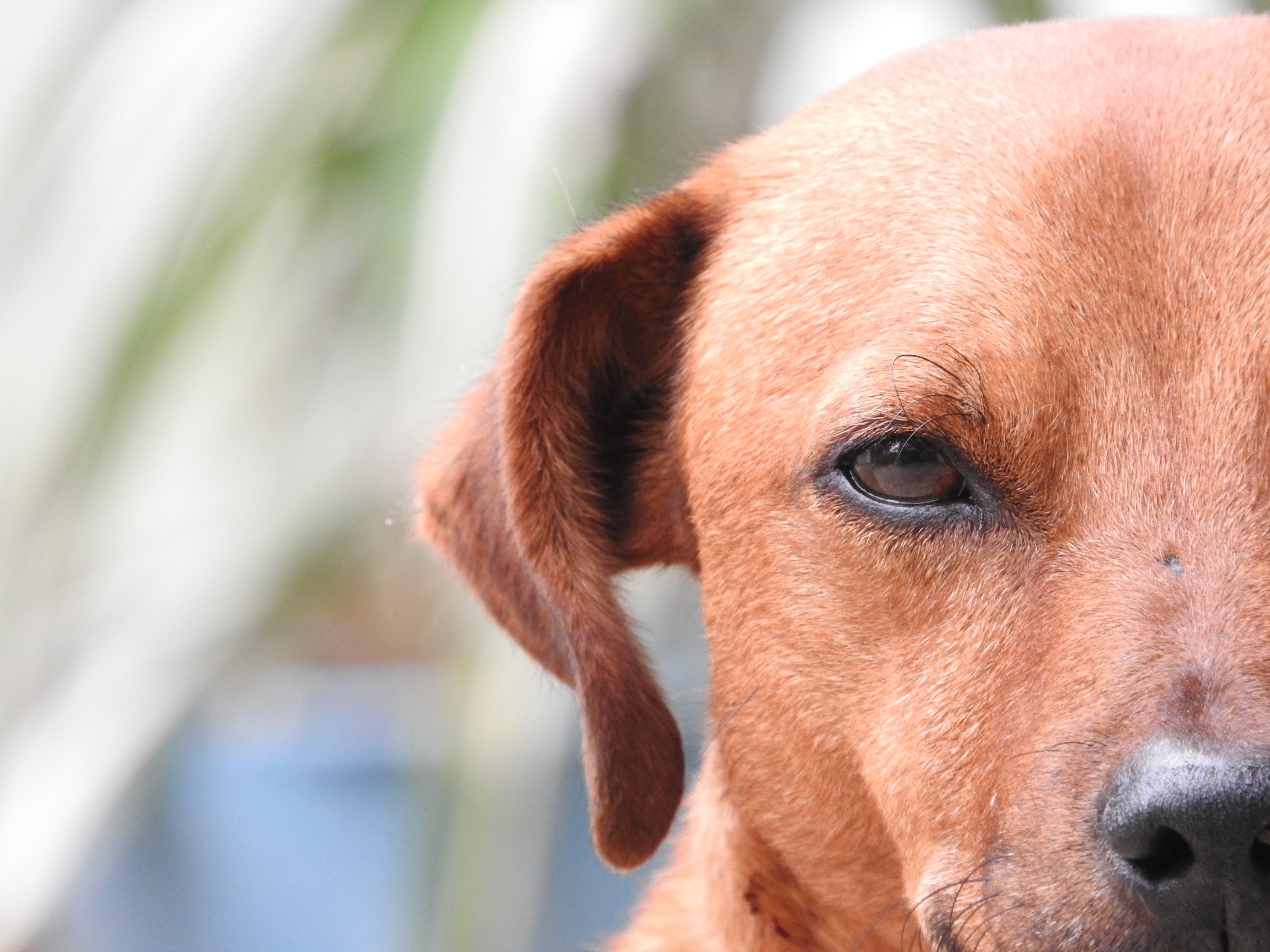 chien tête marron