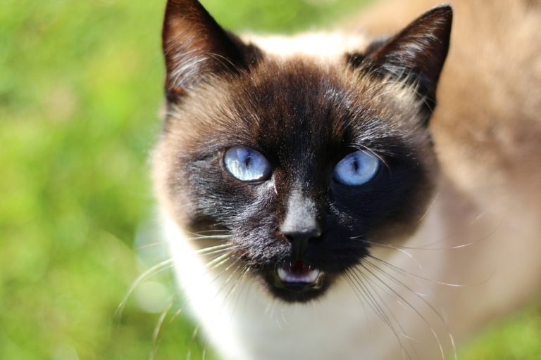 chat siamois