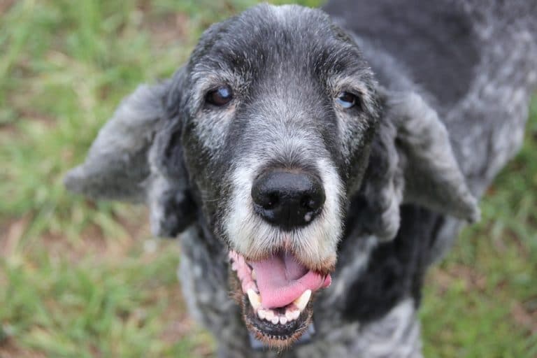 vieux chien gris heureux
