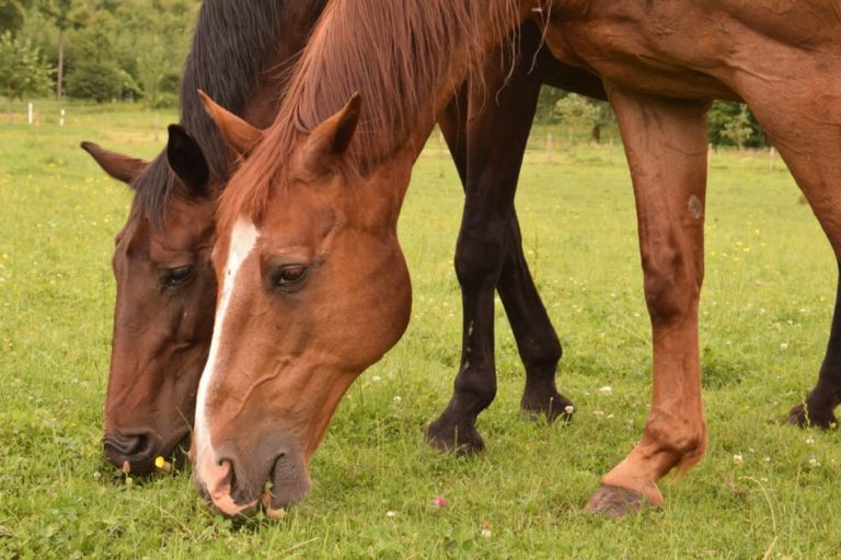 chevaux