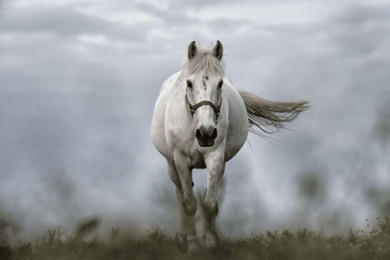 cheval