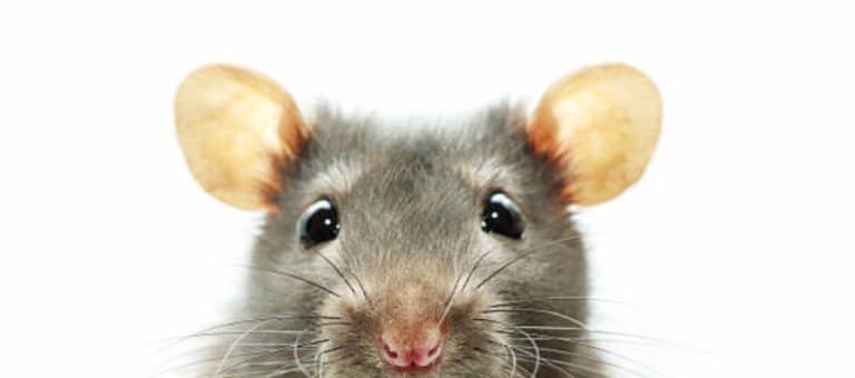 souris