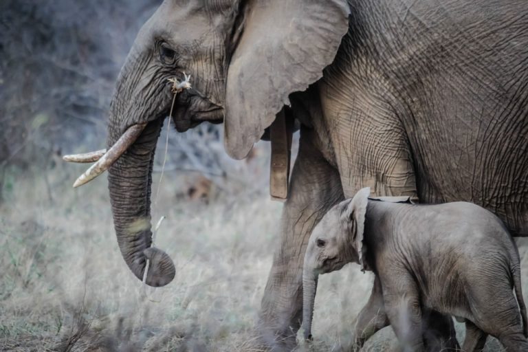 éléphant éléphanteau