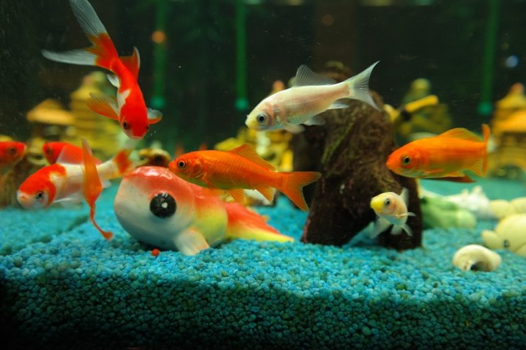 poissons aquarium