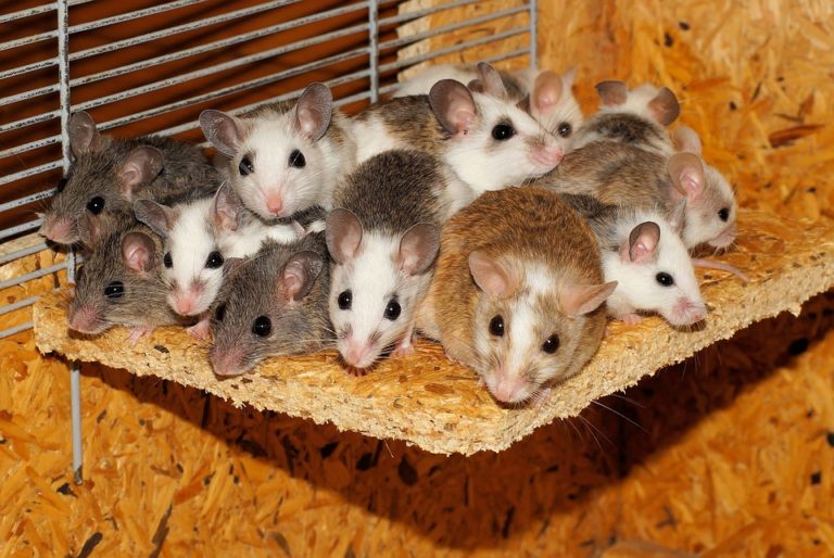 souris