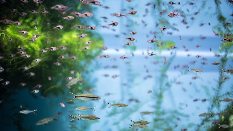 poissons aquarium