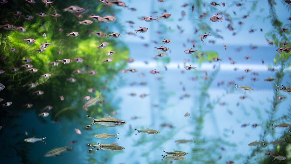 poissons aquarium
