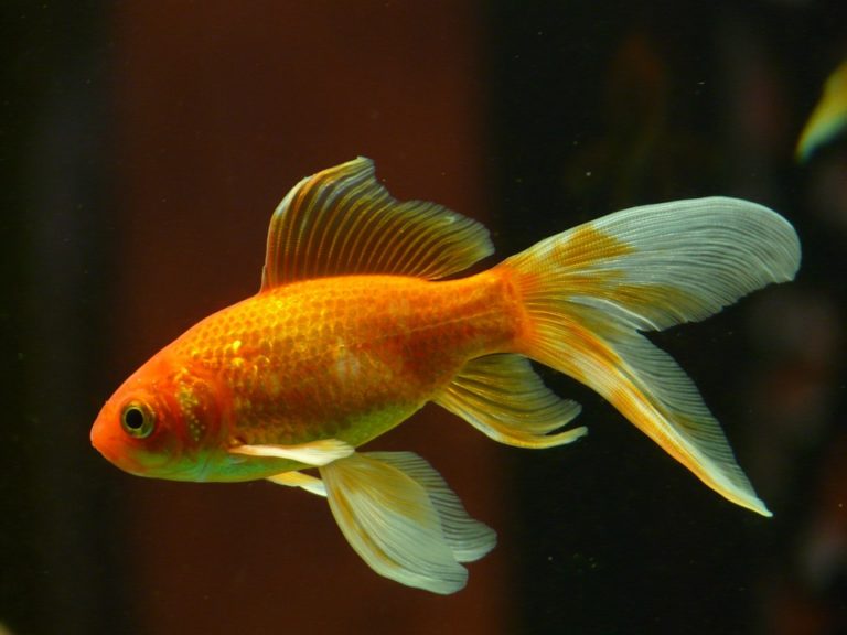 poisson rouge