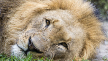 lion