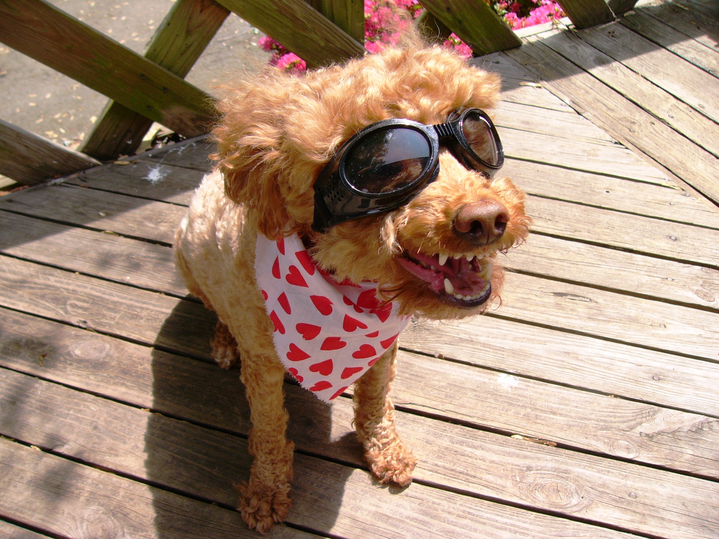 chien soleil lunettes