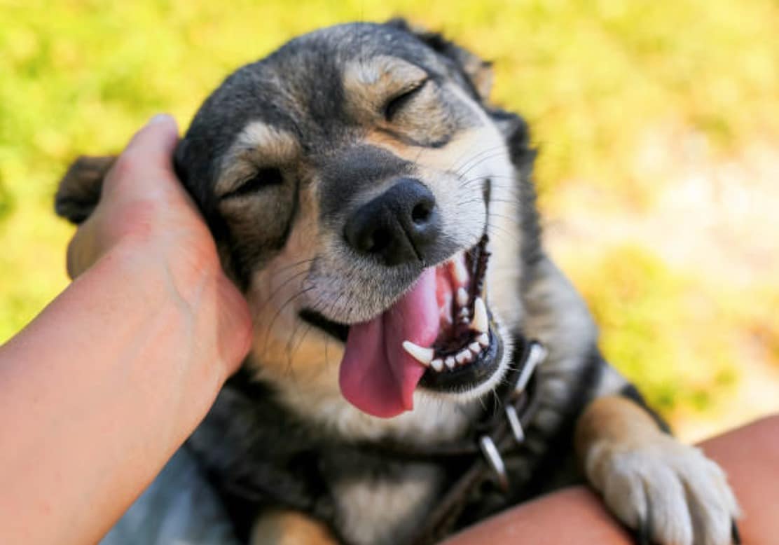 chien caresse câlin