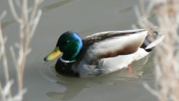 canard