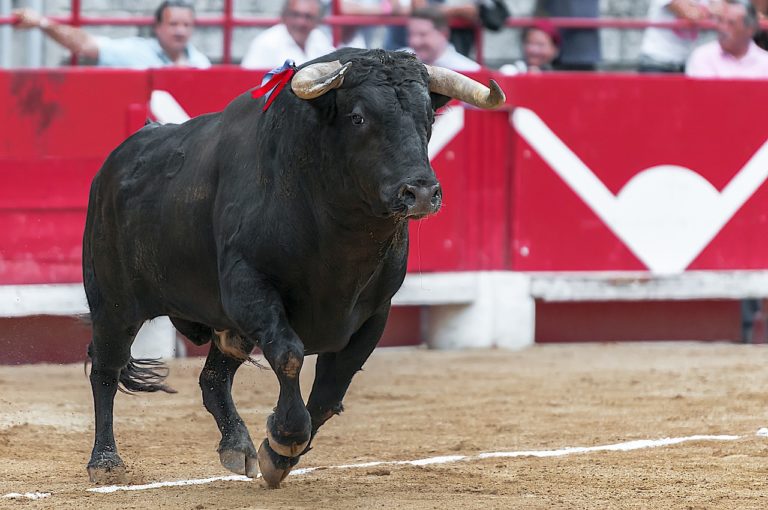 taureau corrida