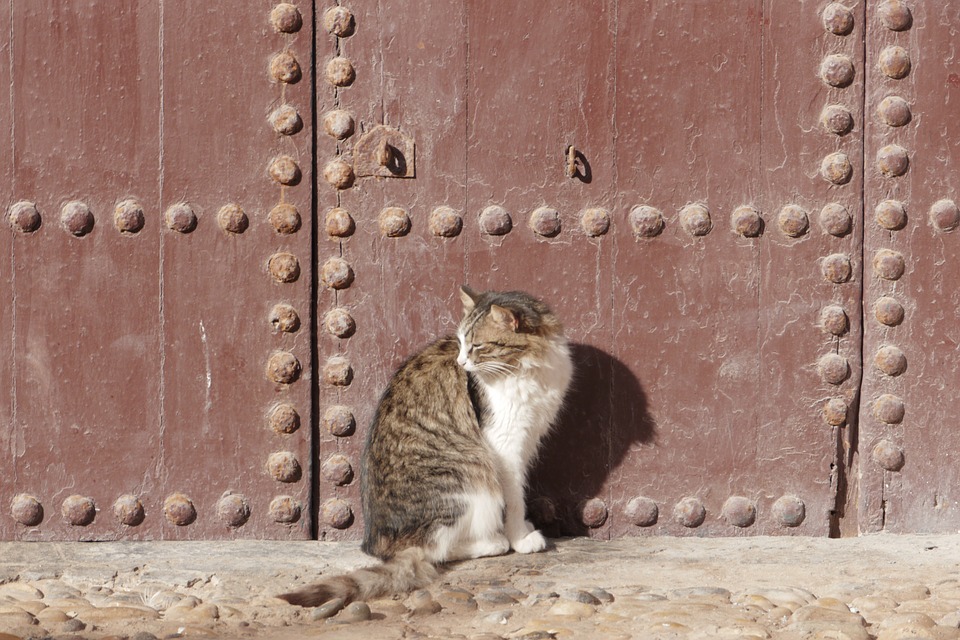chat porte