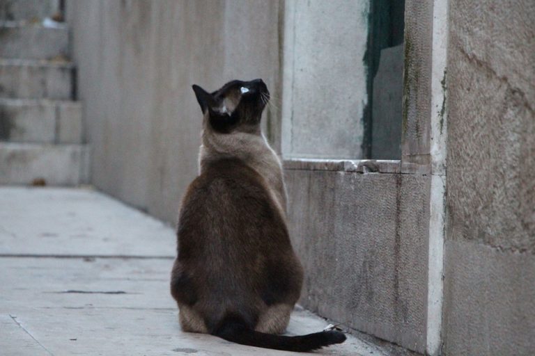chat rue