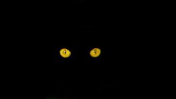 chat noir