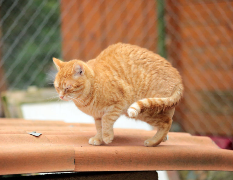 chat roux