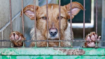 chien cage