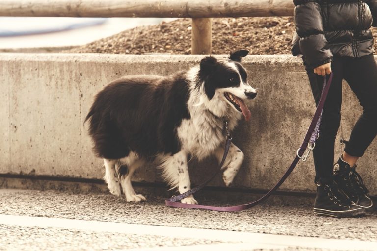 chien promenade laisse