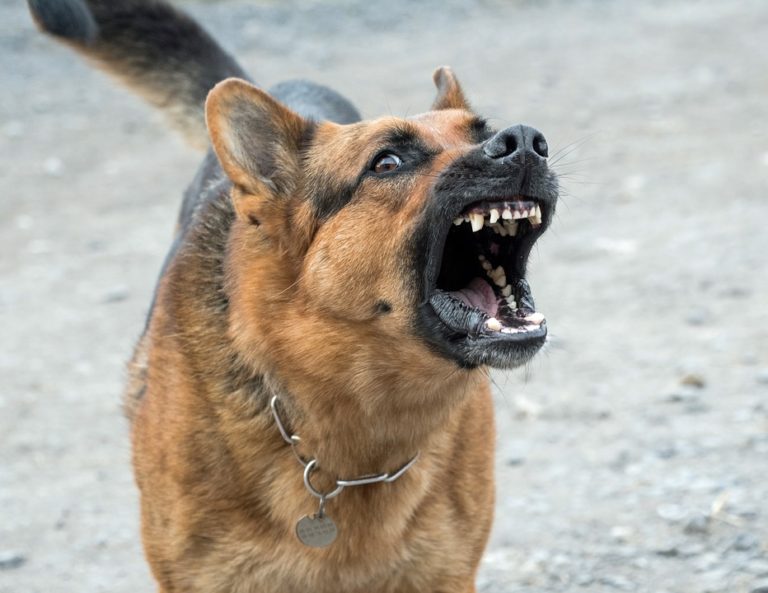 Chien berger allemand agressif aboie