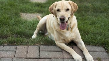 chien labrador retriever