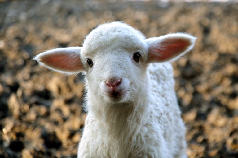agneau