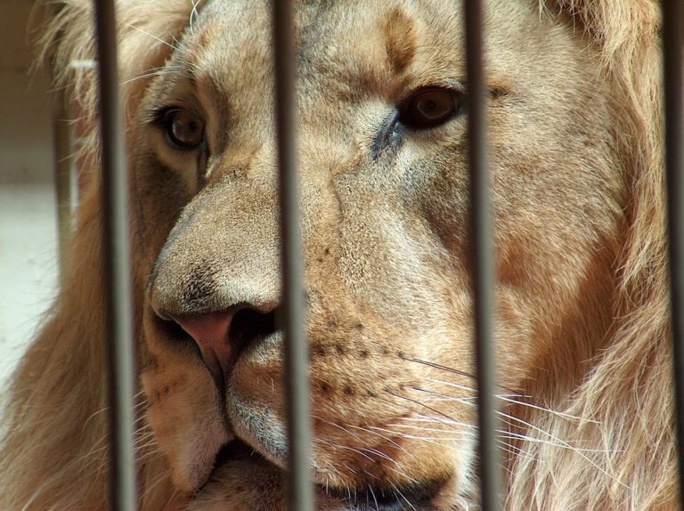 lion cage