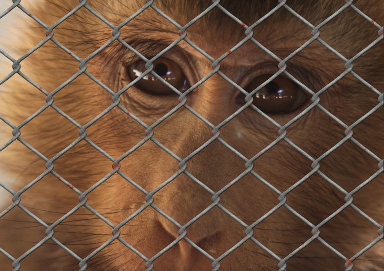 singe cage