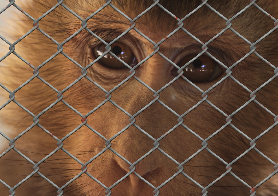 singe cage