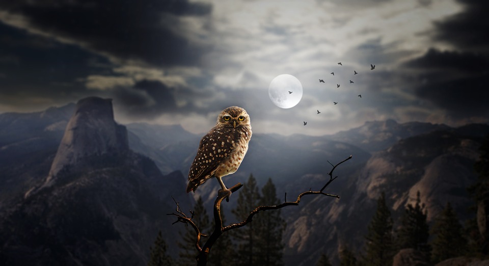 hibou