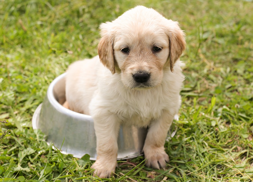 chiot Golden Retriever