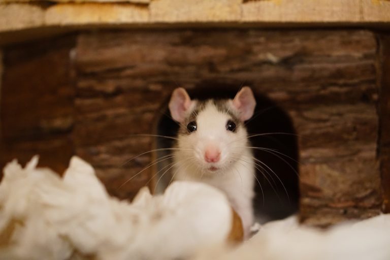 rat