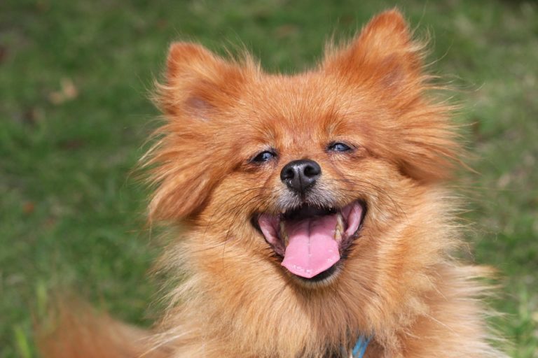 chien