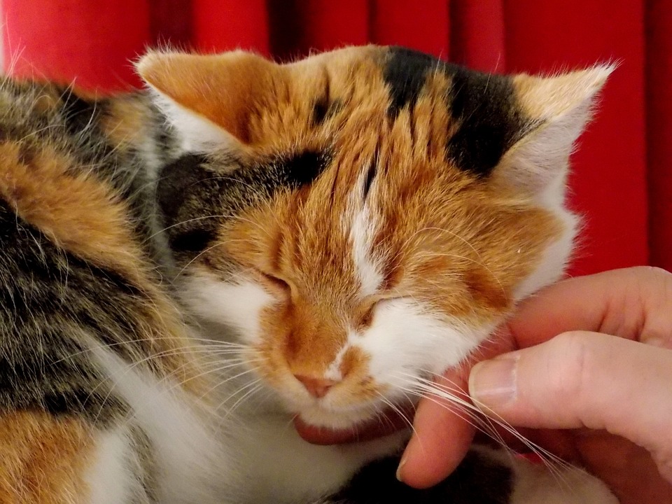 chat caresse
