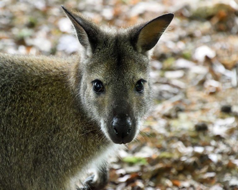 kangourou
