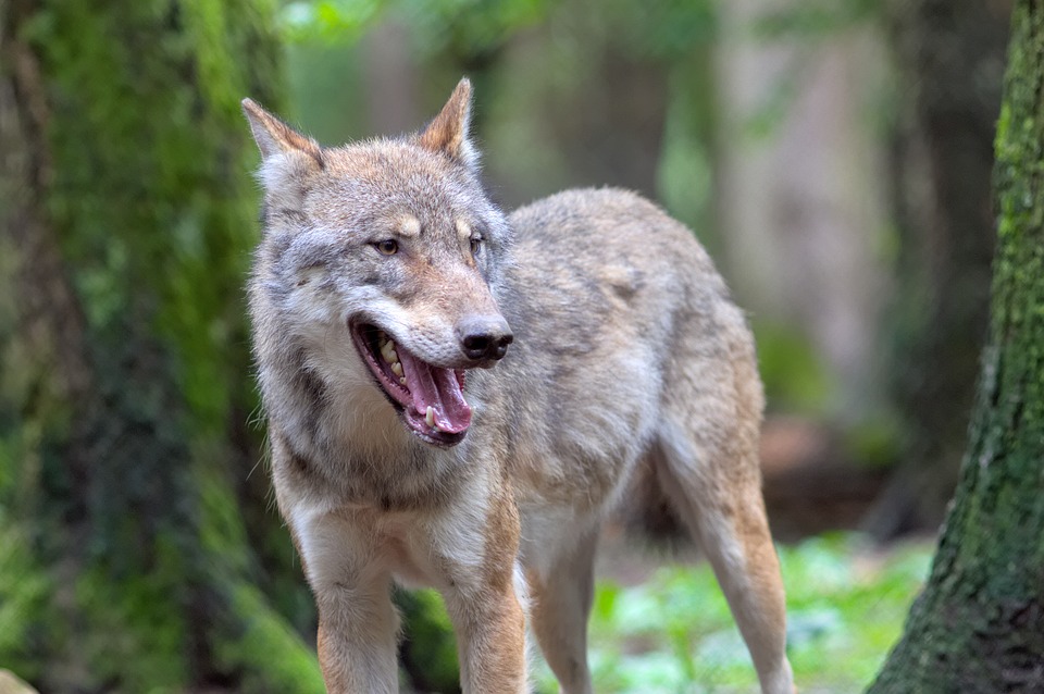 loup