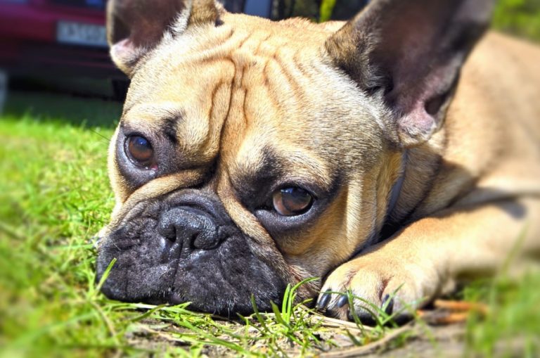 chien couché triste
