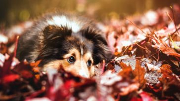 chien automne